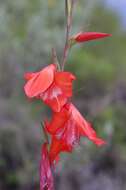 Imagem de Gladiolus saundersii Hook. fil.