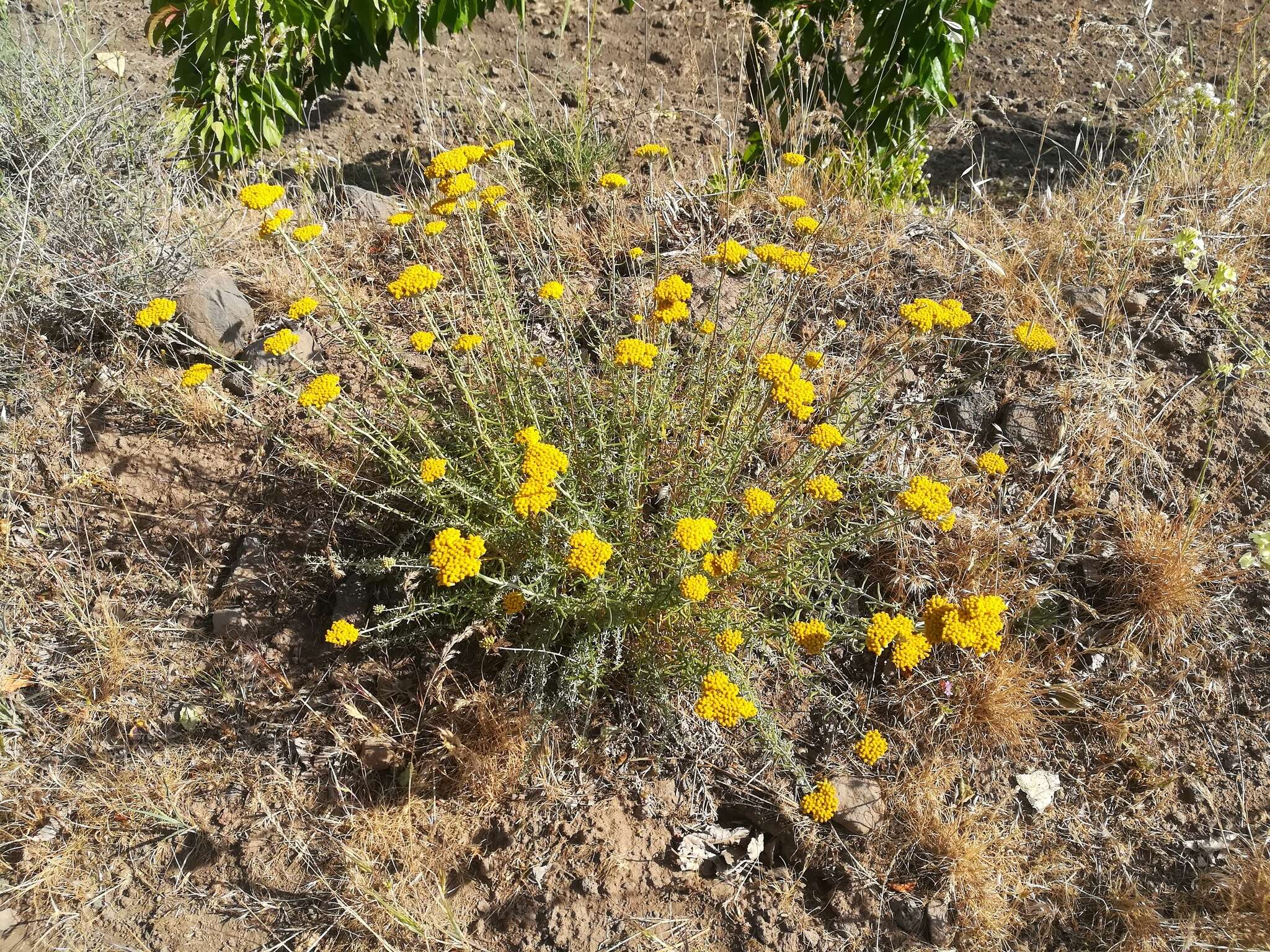 Sivun Achillea aleppica DC. kuva