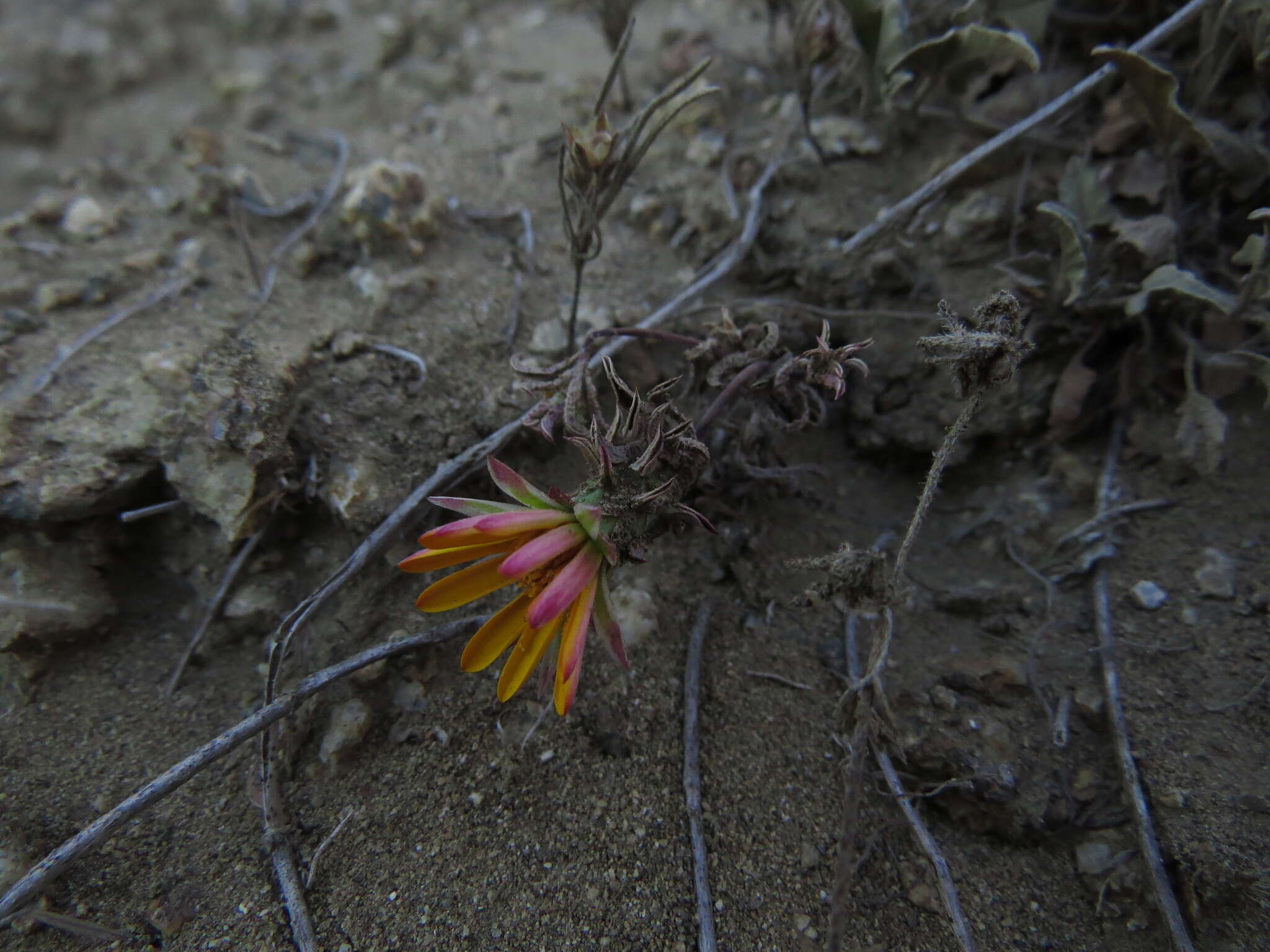 Image of Chaetanthera frayjorgensis A. M. R. Davies