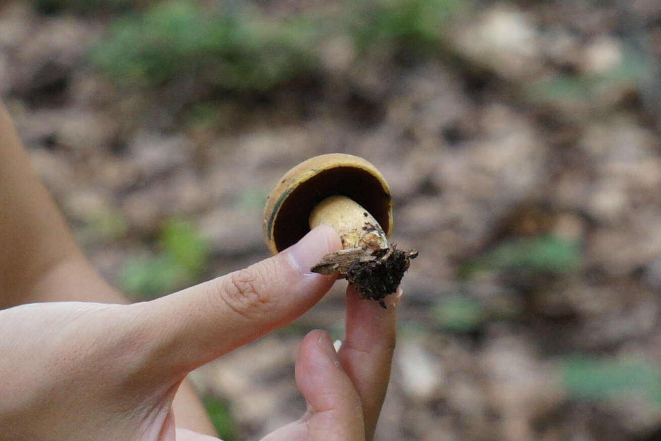 Image of Boletus vermiculosoides A. H. Sm. & Thiers 1971