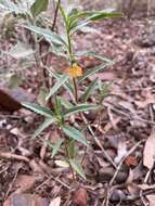 Pigea aurantiaca (F. Muell. ex Benth.) P. I. Forst. resmi