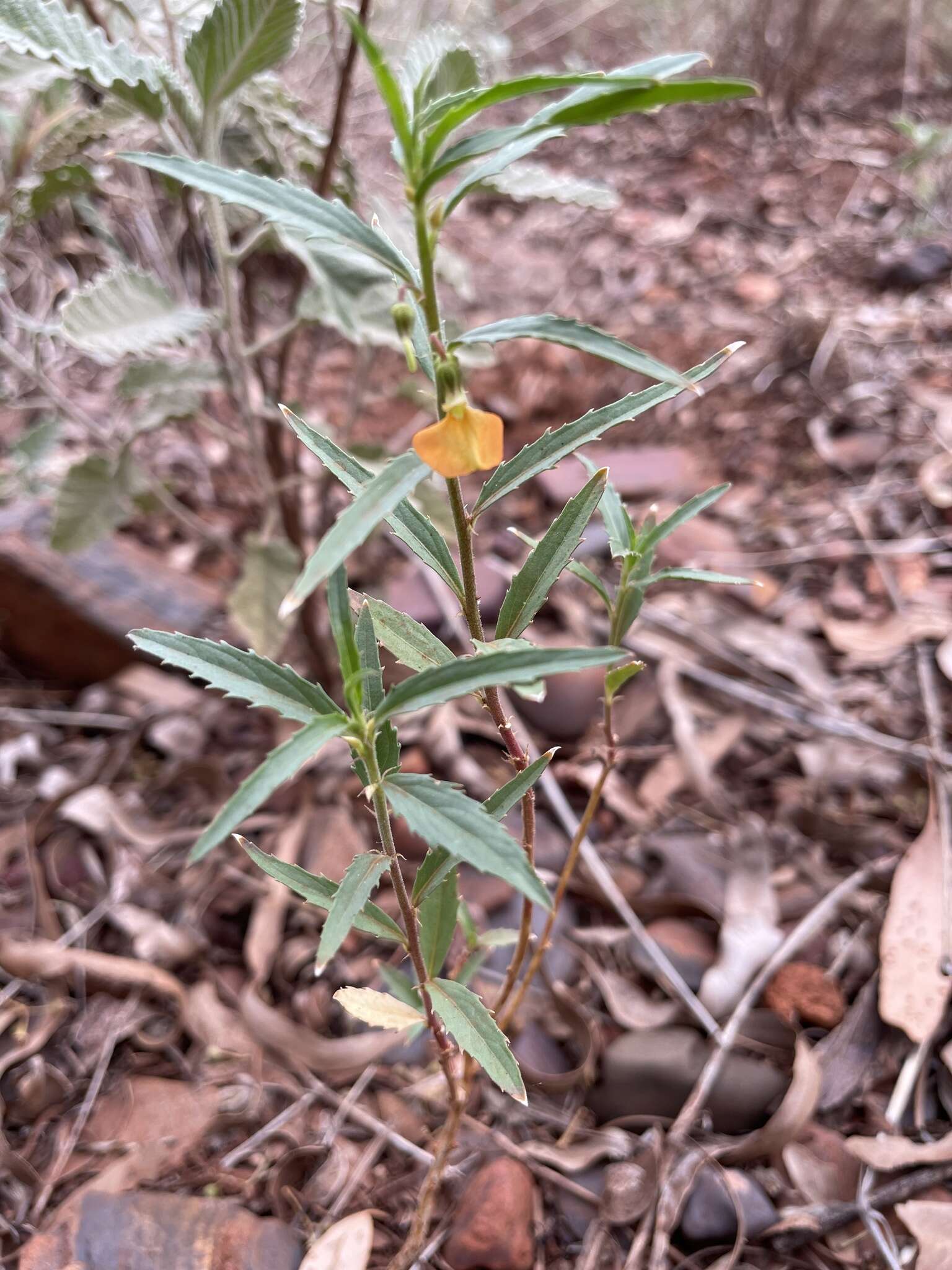 Pigea aurantiaca (F. Muell. ex Benth.) P. I. Forst. resmi