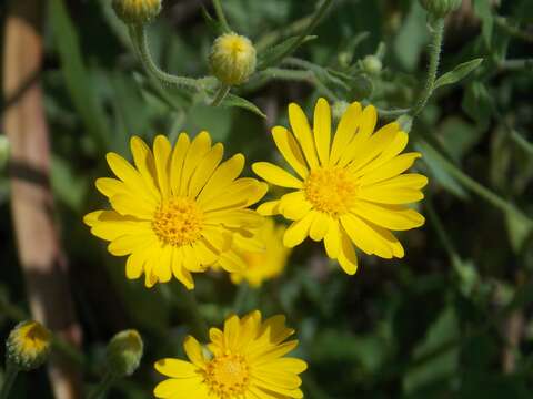 Image of Heterotheca subaxillaris subsp. latifolia (Buckley) Semple