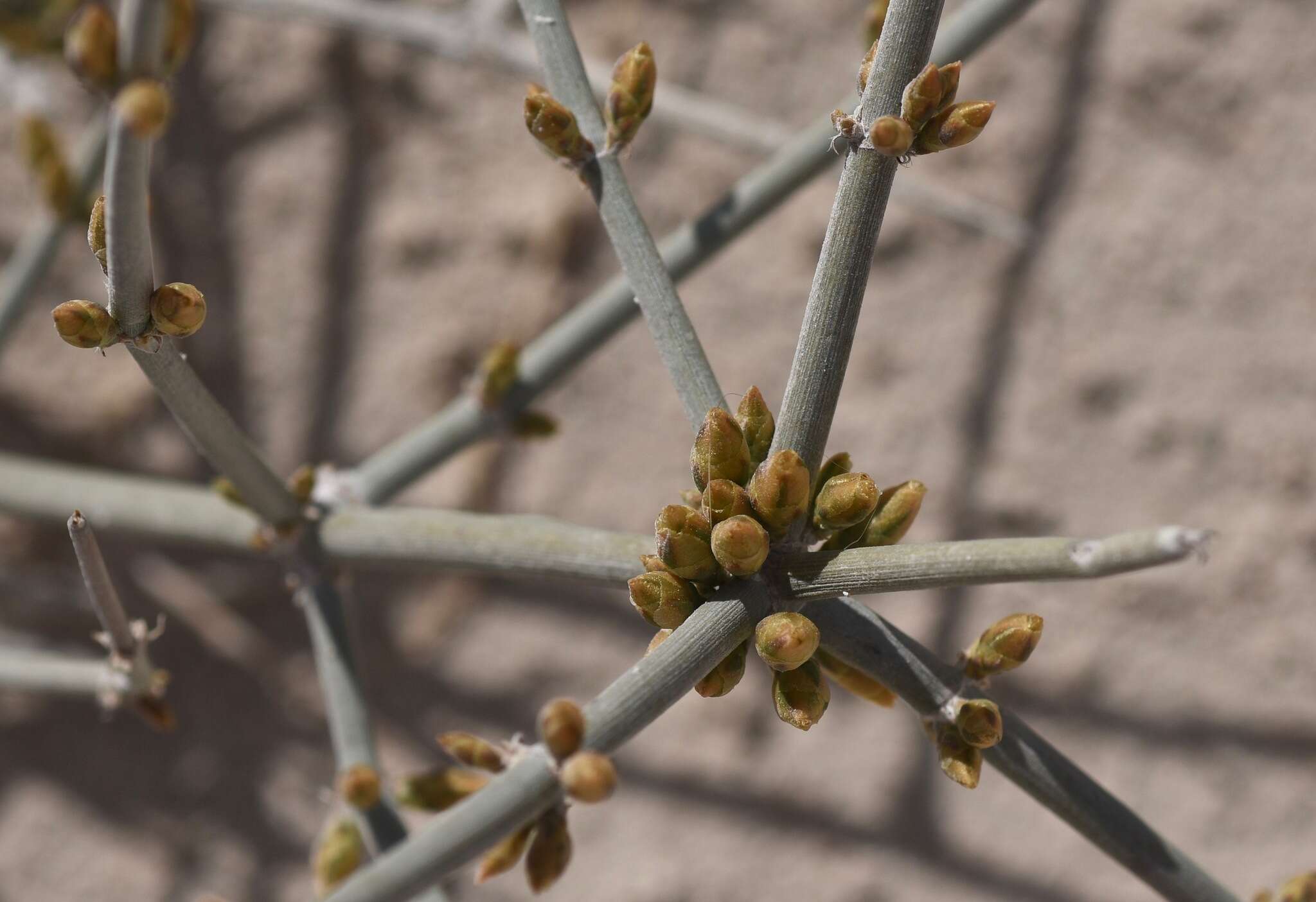 Imagem de Ephedra funerea Coville & C. V. Morton