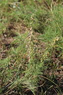 Image of Artemisia adamsii Bess.