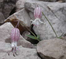 Imagem de Silene vulgaris subsp. glareosa (Jordan) Marsden-Jones & Turrill