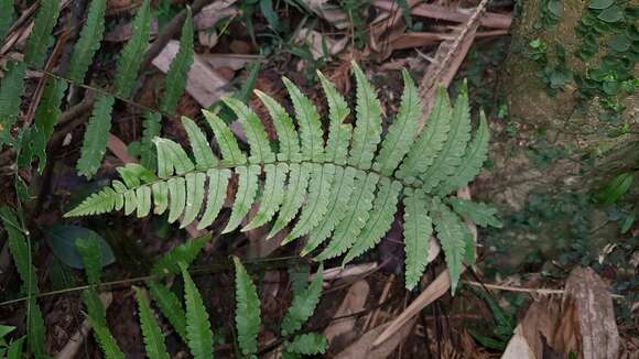 Sivun Dryopteris decipiens var. diplazioides (Christ) Ching kuva