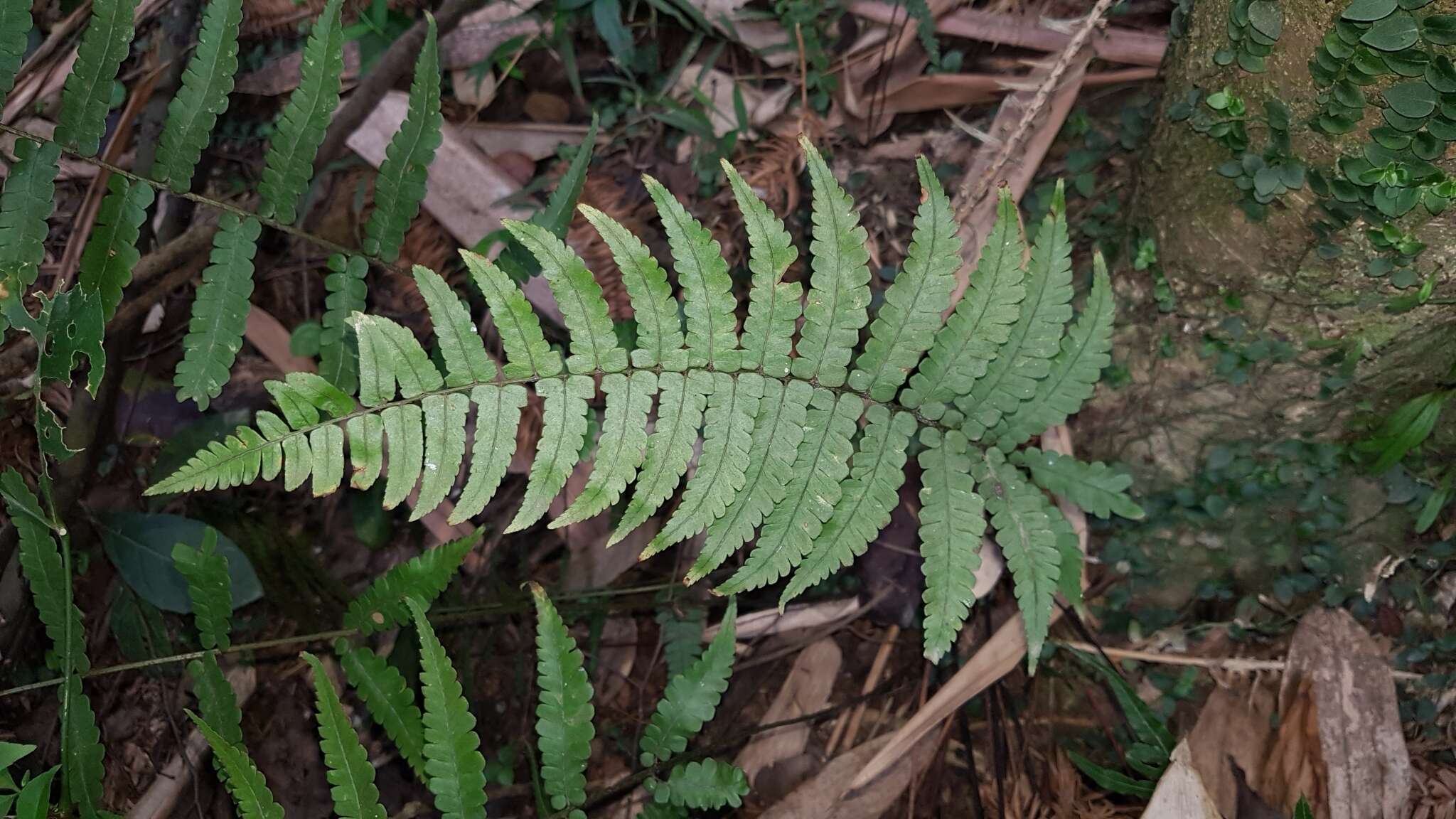 Image de Dryopteris decipiens var. diplazioides (Christ) Ching