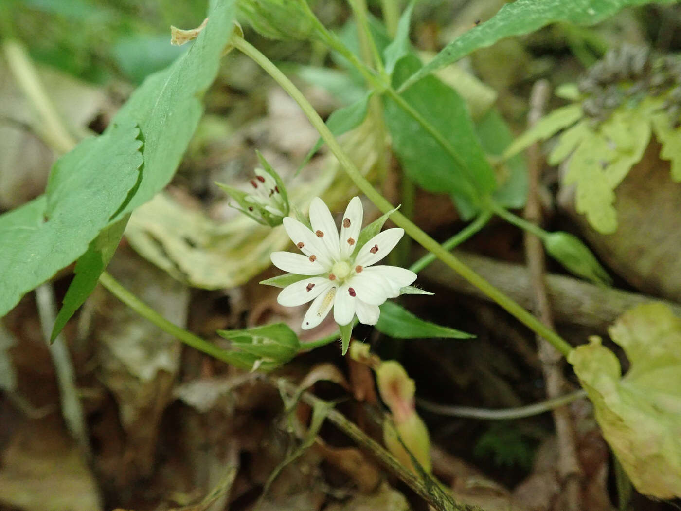 Image of Tennessee starwort