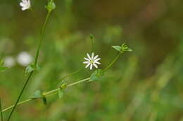 Image of Stellaria flaccida Hook.