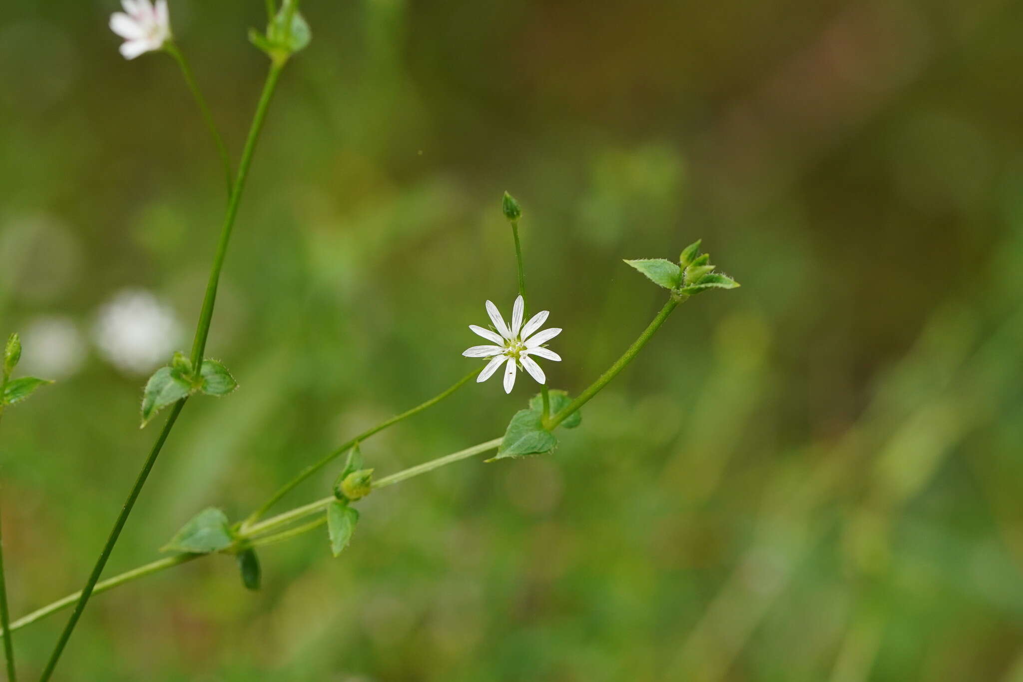 Image of Stellaria flaccida Hook.