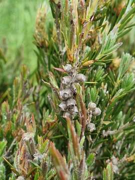 Sivun Callistemon pityoides Miq. kuva