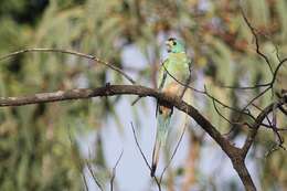 Image of Golden-shouldered Parrot