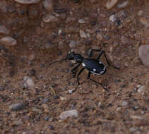 Image of Anthia (Termophilum) sexmaculata (Fabricius 1787)