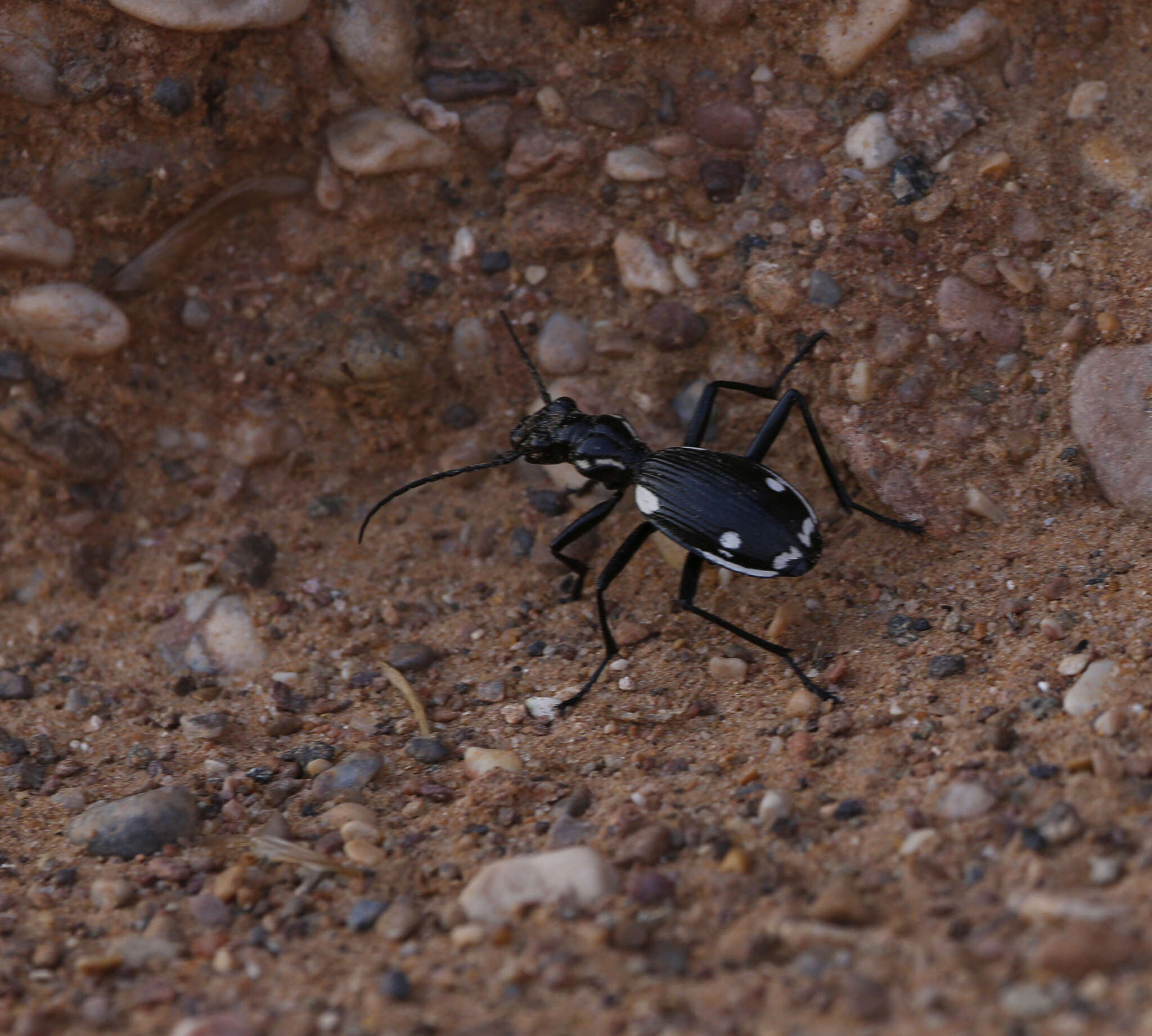 Image of Anthia (Termophilum) sexmaculata (Fabricius 1787)