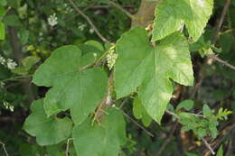 Image of Vitis ficifolia Bunge