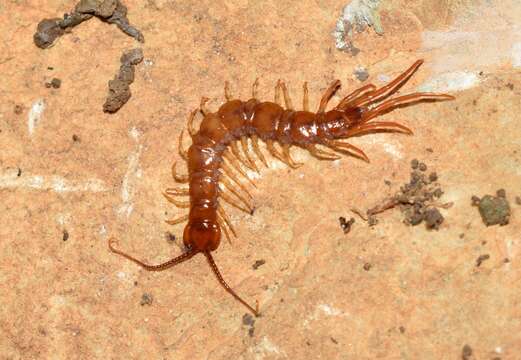 Eupolybothrus litoralis (L. Koch 1867) resmi