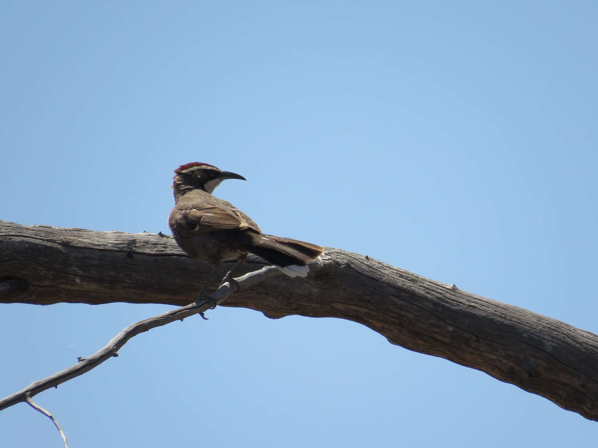 Image of Chestnut-crowned Babbler