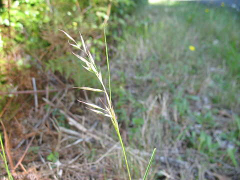 Image of Rytidosperma clavatum (Zotov) Connor & Edgar