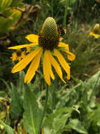 Rudbeckia californica A. Gray的圖片