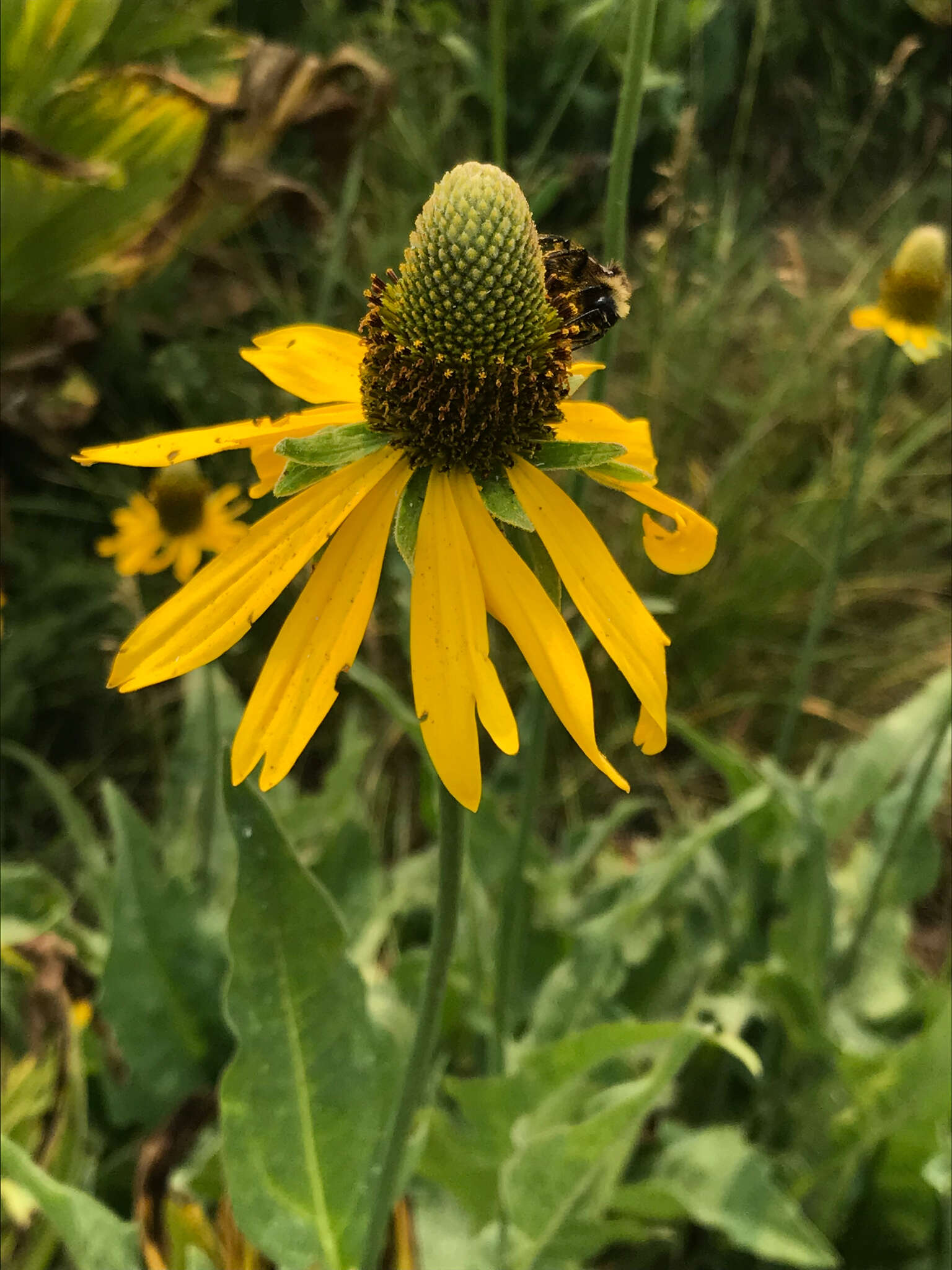 Rudbeckia californica A. Gray的圖片