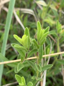 Image de Syncolostemon persimilis (N. E. Br.) D. F. Otieno