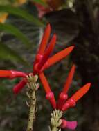 صورة Erythrina gibbosa Cufod.