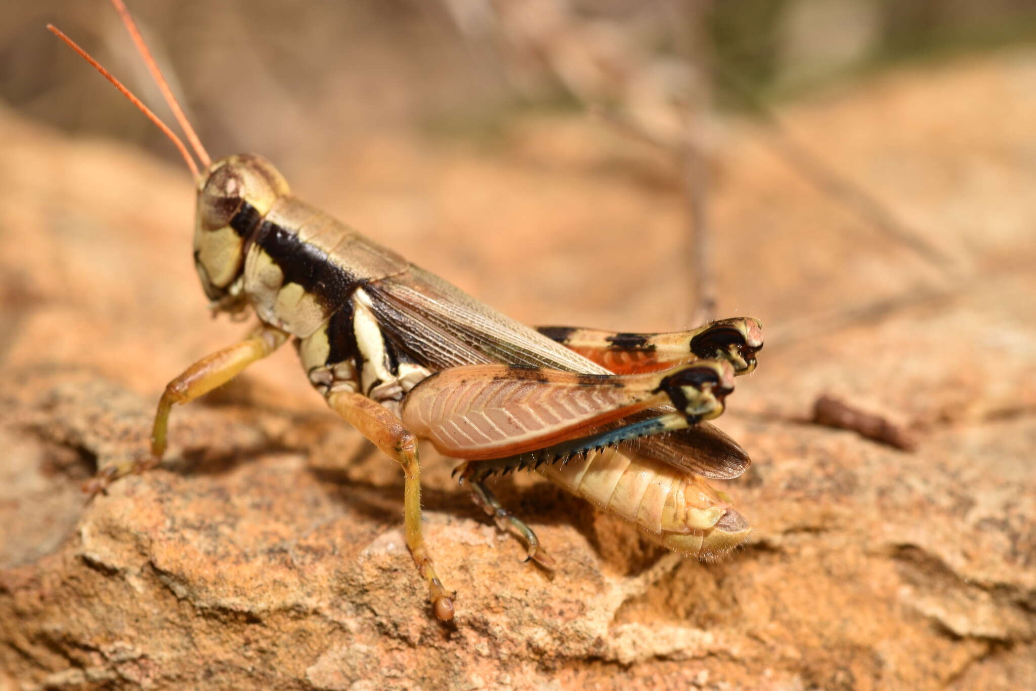 Image of Melanoplus glaucipes (Scudder & S. H. 1875)