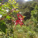 Image of Fuchsia regia subsp. serrae P. E. Berry