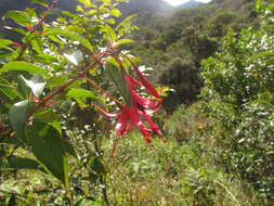 Image of Fuchsia regia subsp. serrae P. E. Berry