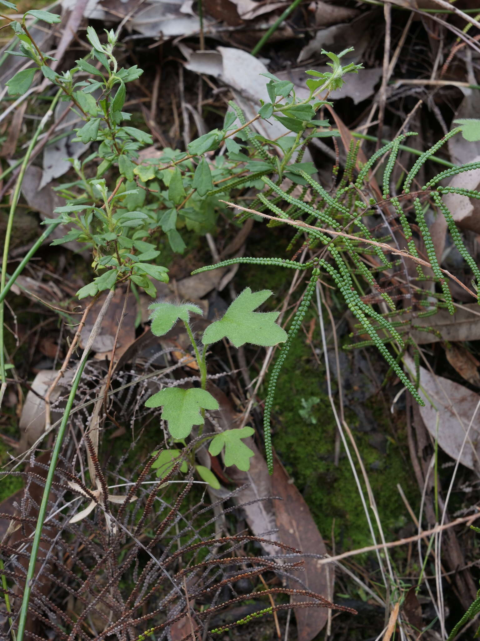 Sivun Xanthosia tridentata DC. kuva