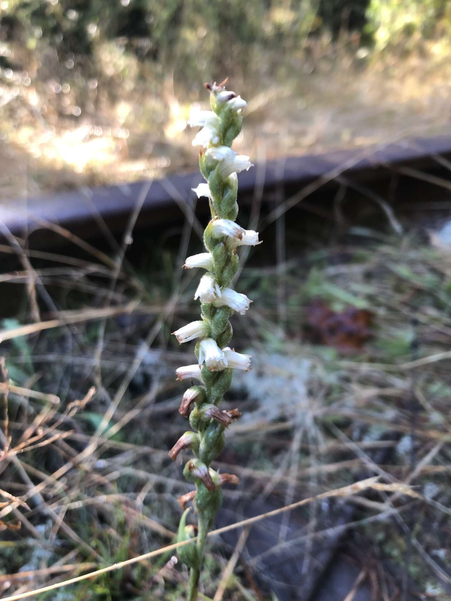 Spiranthes casei var. casei resmi