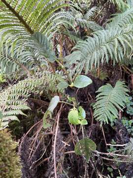 Imagem de Phyllostegia ambigua (A. Gray) Hillebr.