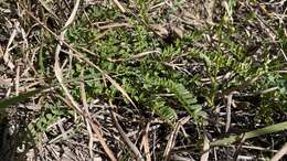 Image of Ozark milkvetch