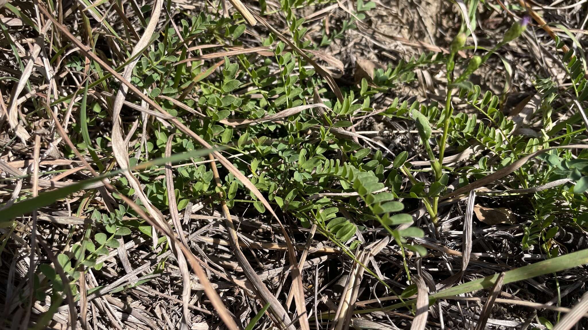 Image of Ozark milkvetch