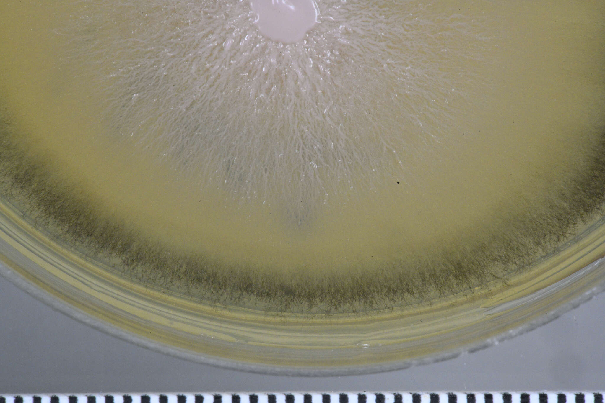 Image of Aureobasidium subglaciale (Zalar, de Hoog & Gunde-Cim.) Zalar, Gostincar & Gunde-Cim. 2014