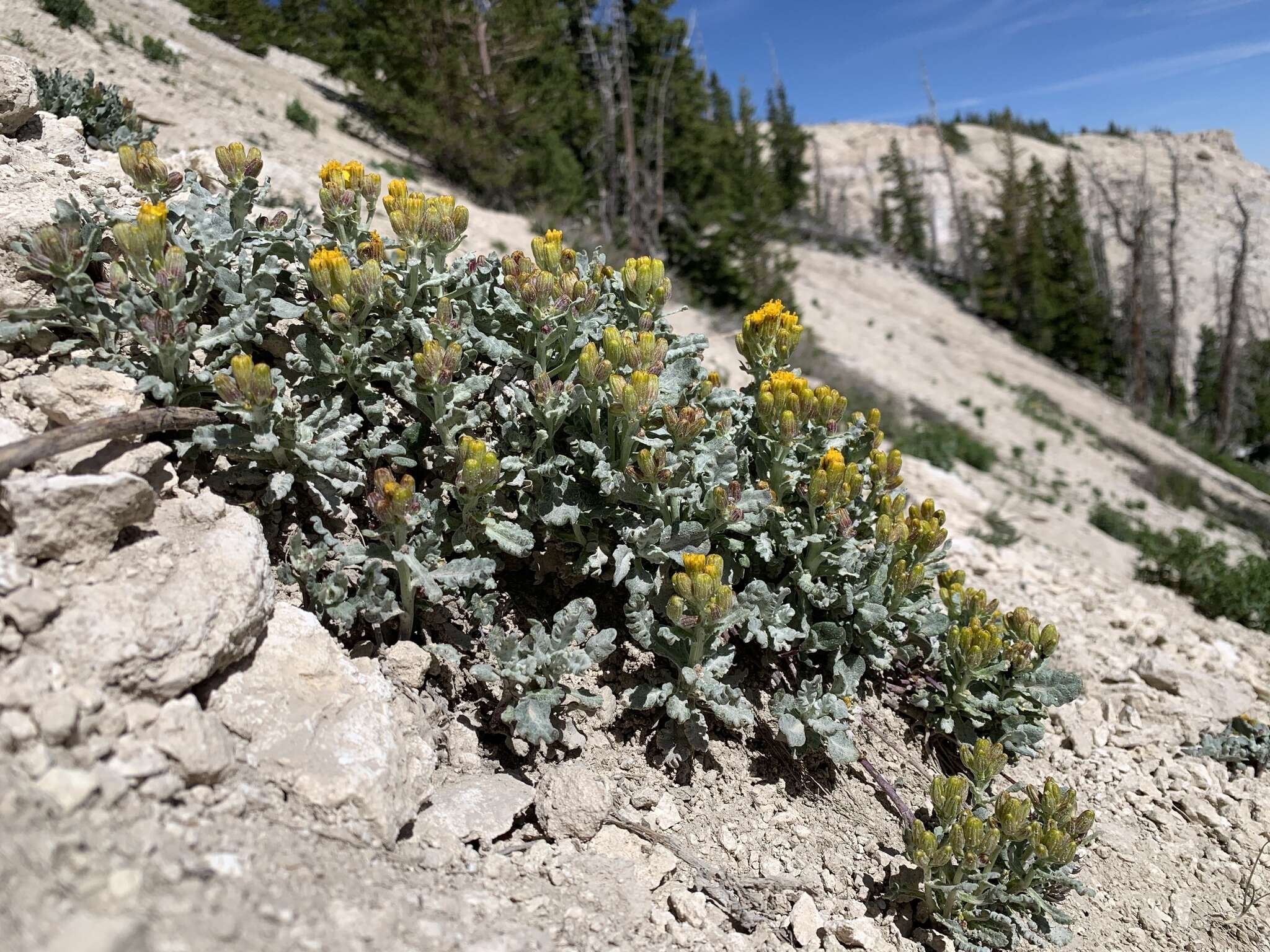 Image of Musinea ragwort