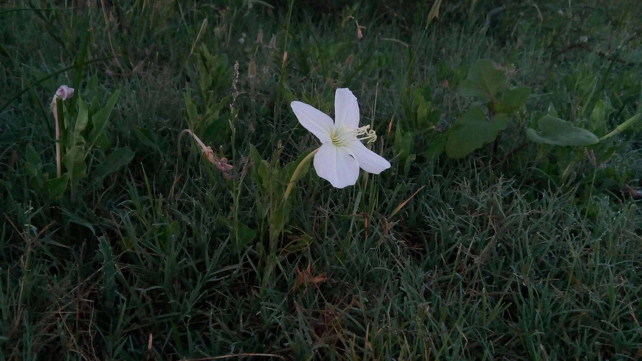 Sivun <i>Oenothera centaurifolia</i> kuva