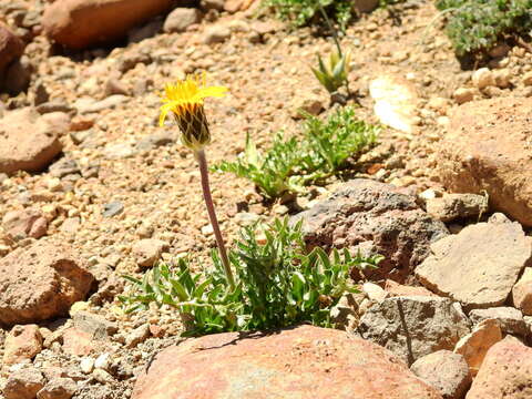 Слика од Hypochaeris tenuifolia (Hook. & Arn.) Griseb.