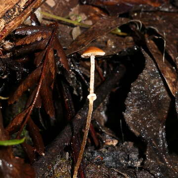 Conocybe filaris (Fr.) Kühner 1935的圖片