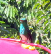 Image of Snowy-bellied Hummingbird