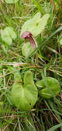 Image of Arisarum vulgare subsp. vulgare