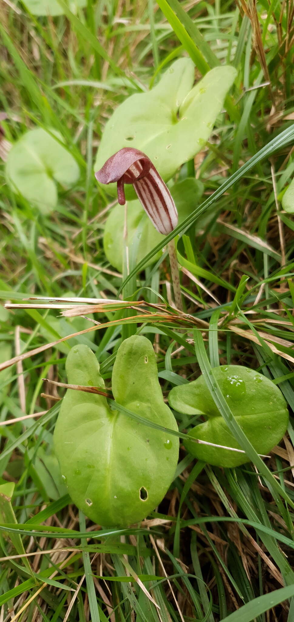 Image of Arisarum vulgare subsp. vulgare