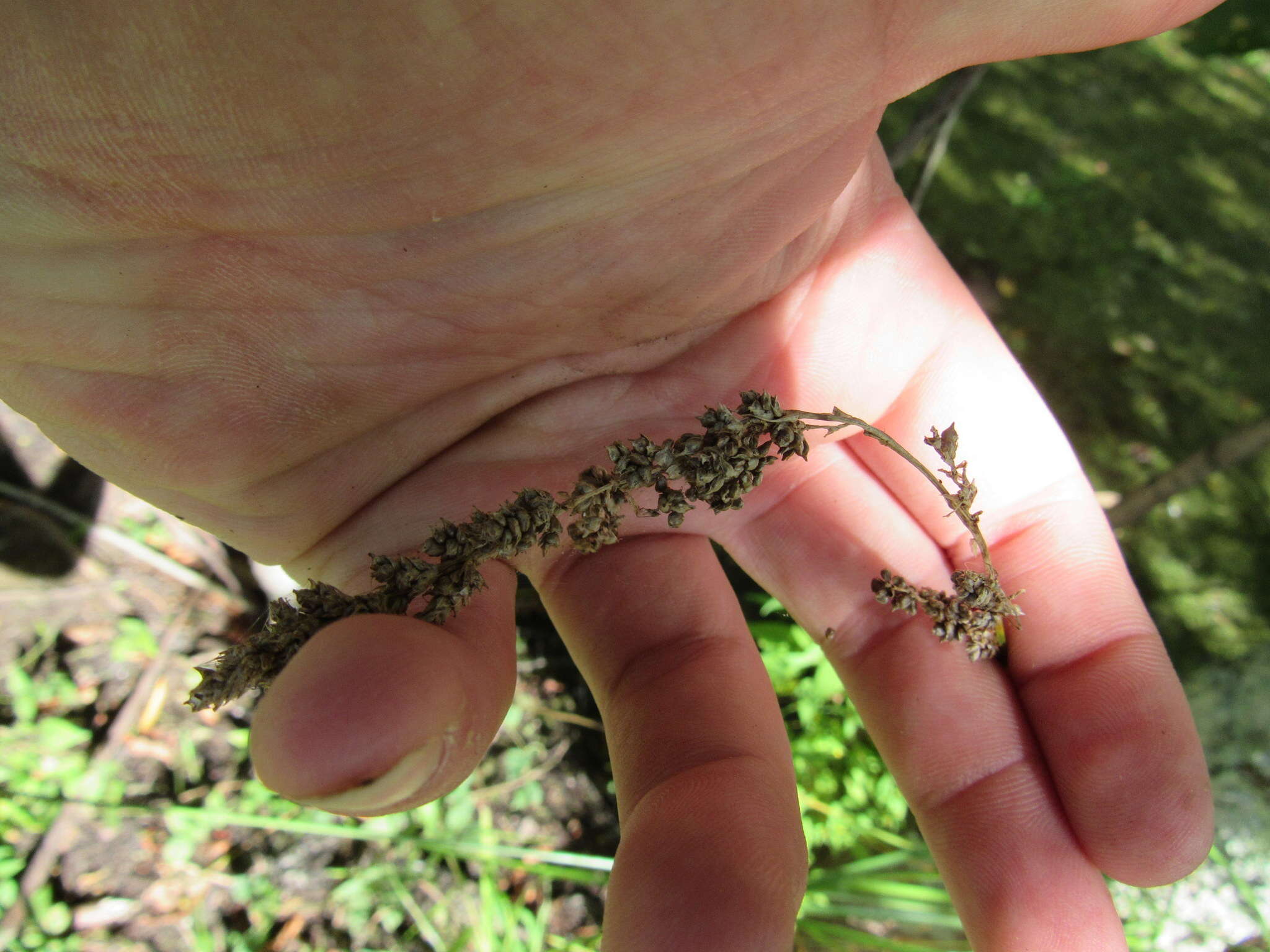 Carex decomposita Muhl. resmi