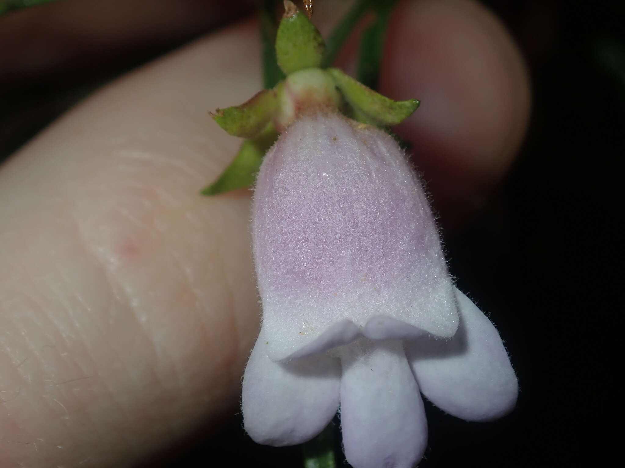 Image of Eremophila clarkei Oldfield & F. Muell.