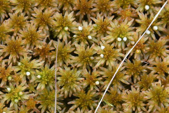 Image of Sphagnum lindbergii W. P. Schimper ex Lindberg 1857