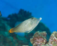 Image of Fantail filefish