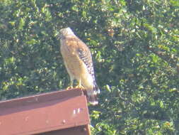 Image of Red-shouldered Hawk