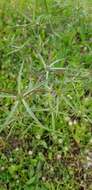 Image of Eryngium glomeratum Lam.