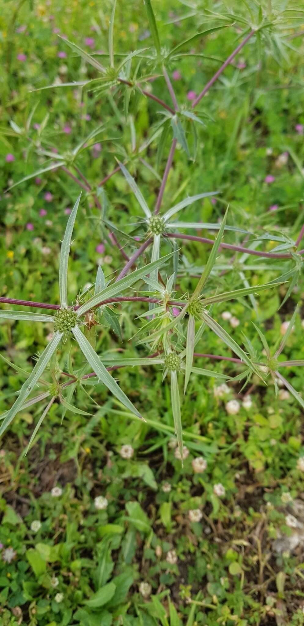 Image of Eryngium glomeratum Lam.